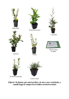 Oferta 50 plantas de seto (10)